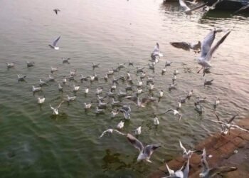 पक्षियों के कलरव से पटे काशी के घाट, सात समुंदर पार से आए हैं साईबेरियन परिंदे