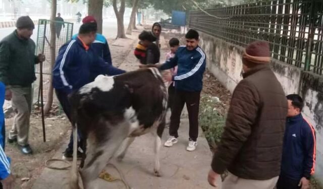 एनडीआरएफ के जवानों ने बेजुवान को बचाकर दिया मानवता का परिचय