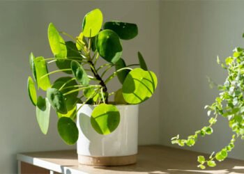 ये पौधे बदलेंगे आपकी किस्मत, आज ही ले आएं घर