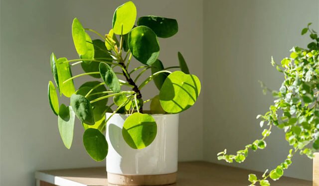 ये पौधे बदलेंगे आपकी किस्मत, आज ही ले आएं घर