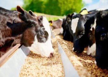 पशु चारे में लगी आग, महंगाई का दानव गटक रहा दूध