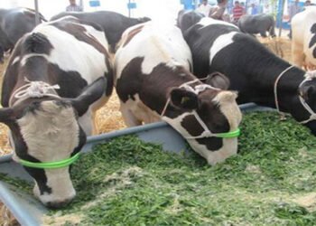 बदलते परिवेश में मुश्किल हुआ पशुपालन, युवाओं का हो रहा मोहभंग, पढ़िए हालात