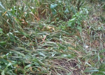 आजमगढ़: बेमौसम हुई बारिश से फसल हुई बर्बाद