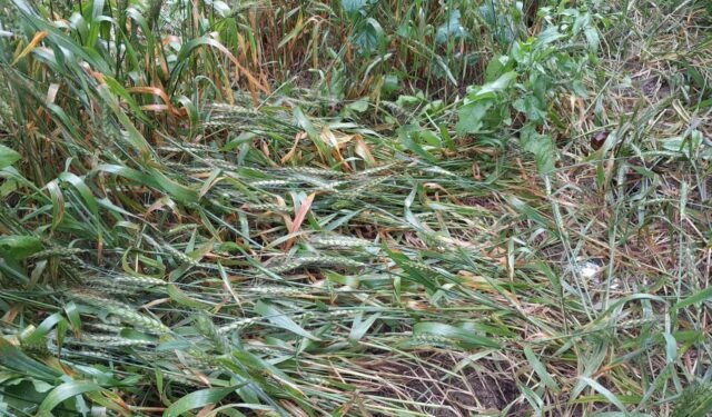 आजमगढ़: बेमौसम हुई बारिश से फसल हुई बर्बाद