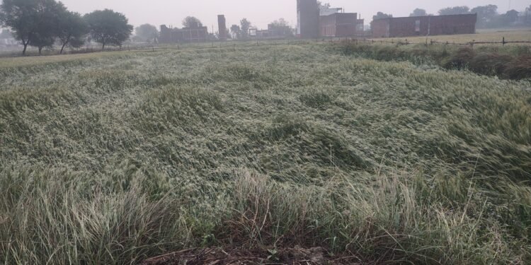 बिगड़े मौसम के सख्त तेवर ने अन्नदाताओं को कहीं का नहीं रखा, अफसोस