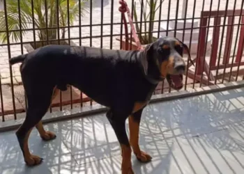 ट्रैकर डॉग सुल्तान की आरपीएफ ने रद्द की नीलामी