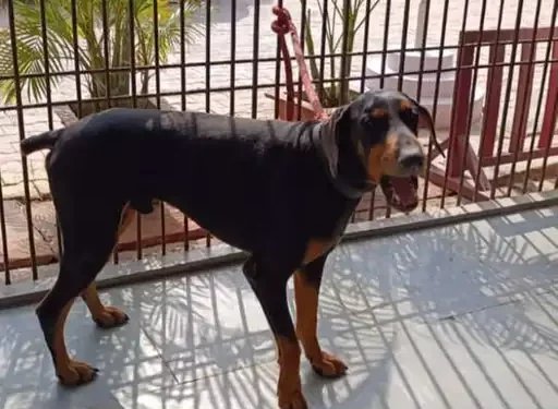 ट्रैकर डॉग सुल्तान की आरपीएफ ने रद्द की नीलामी