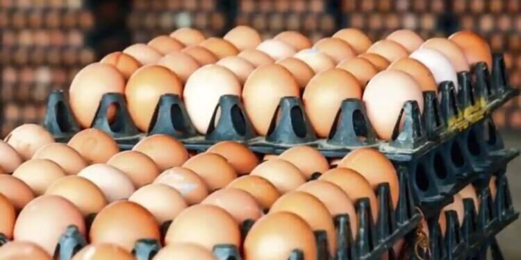 …ताकि सूबे की जनता को उपलब्ध हो सकें ‘शुद्ध’ अंडे