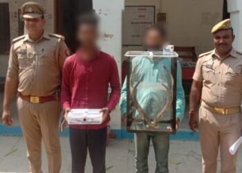 हिरण के सींग की तस्करी करने वाले दो गिरफ्तार