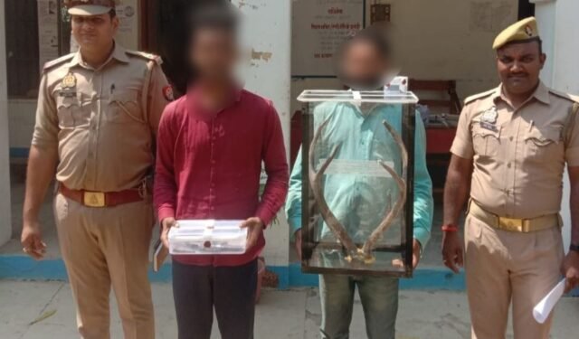हिरण के सींग की तस्करी करने वाले दो गिरफ्तार