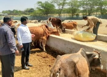 मोहनलालगंज में उप जिलाधिकारी ने गौशाला का किया औचक निरीक्षण