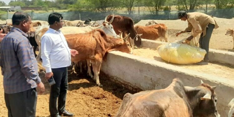 मोहनलालगंज में उप जिलाधिकारी ने गौशाला का किया औचक निरीक्षण