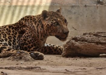 लखनऊ चिड़ियाघर में अशोका अस्वस्थ, चिकित्सा जारी