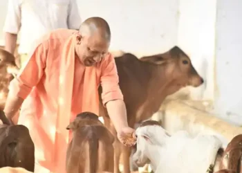 गौरी श्यामा भोला गंगा…… सीएम योगी ने गोवंश को नाम से बुलाया तो दौड़ते हुए आगये उनके पास