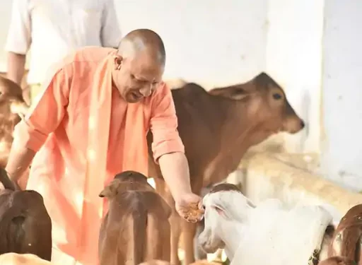 गौरी श्यामा भोला गंगा…… सीएम योगी ने गोवंश को नाम से बुलाया तो दौड़ते हुए आगये उनके पास