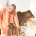 गौरी श्यामा भोला गंगा…… सीएम योगी ने गोवंश को नाम से बुलाया तो दौड़ते हुए आगये उनके पास