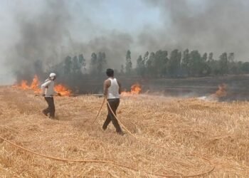 खेतों में आग लगने से 5 बीघा गेहूं की खड़ी फसल जलकर हुई राख