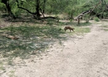 बंथरा में तेंदुआ की सूचना से हड़कंप, वन विभाग की जाँच में निकली फिशिंग कैट 