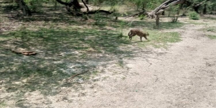 बंथरा में तेंदुआ की सूचना से हड़कंप, वन विभाग की जाँच में निकली फिशिंग कैट