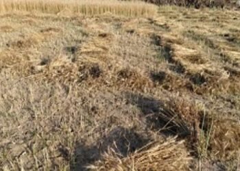 ओलावृष्टि, बारिश और तेज हवा से गेंहू, अरहर, मटर, सरसों, गोभी, चना , मसूरू की फसलें चौपट