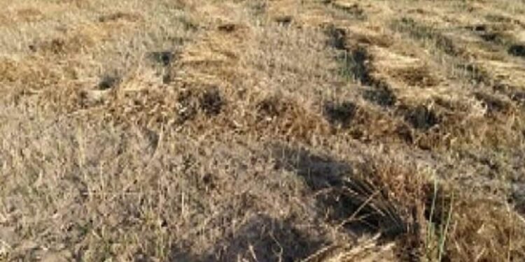 ओलावृष्टि, बारिश और तेज हवा से गेंहू, अरहर, मटर, सरसों, गोभी, चना , मसूरू की फसलें चौपट