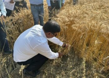 डीएम सूर्यपाल गंगवार पहुंचे खेतों पर किया किसानों से बात व काटी गेंहूँ की फसल