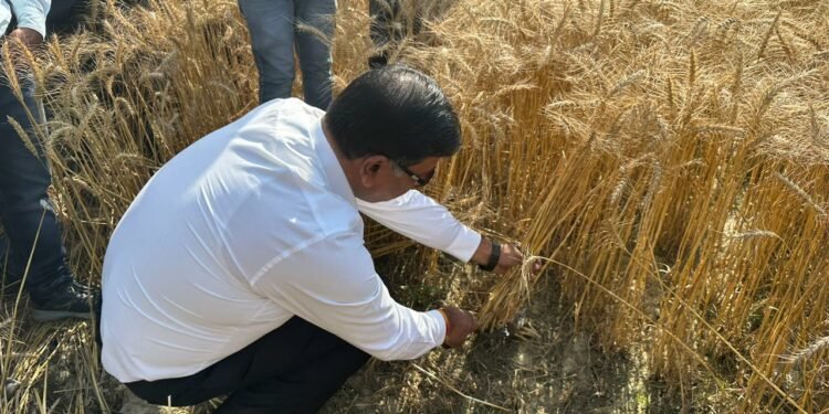 डीएम सूर्यपाल गंगवार पहुंचे खेतों पर किया किसानों से बात व काटी गेंहूँ की फसल
