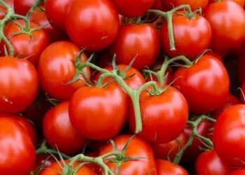 टमाटर का अधिक सेवन करने से हो सकती हैं ये समस्याएं, तो हो जायें सावधान