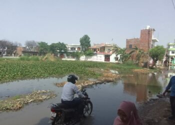 नगर निगम की लापरवाही से सरोजनीनगर द्वितीय वार्ड के तपोवन नगर स्थित बंधुआ तालाब जलकुंभी से पटा पड़ा 