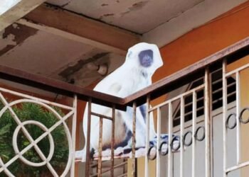 ‘लंगूर के कटआउट से बंदर भागेंगे दूर’ बंदरों से निजात पाने को काशीवासी ने ढूंढ निकाला अनोखा आईडिया