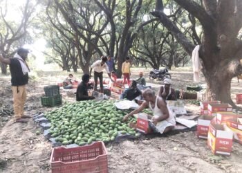 अब आम का इंतजार खत्म,काकोरी से दिल्ली मण्डी के लिए रवाना हुई दशहरी