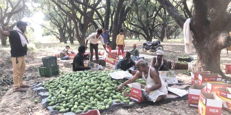 अब आम का इंतजार खत्म,काकोरी से दिल्ली मण्डी के लिए रवाना हुई दशहरी