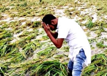 मौसम की मार में दो हजार से अधिक अन्नदाताओं की फसल हुई बर्बाद