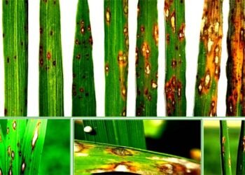 खरीफ की बोवाई से पहले कर लें बीज व भूमि शोधन