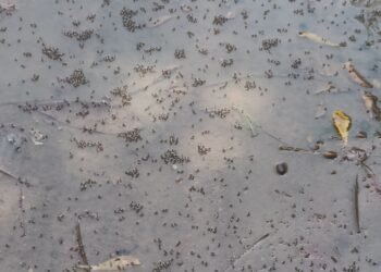 लखनऊ के अर्जुनगंज कस्बे की शिवपुरी कालोनी में उफनाती नालियों का पानी सड़क पर, मच्छरों की भरमार