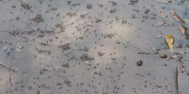 लखनऊ के अर्जुनगंज कस्बे की शिवपुरी कालोनी में उफनाती नालियों का पानी सड़क पर, मच्छरों की भरमार