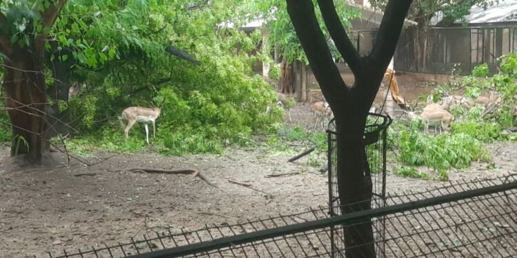 तेज आंधी बारिश से चिड़ियाघर में कई पेड़ टूटे, बालरेल के संचालन में कुछ समय की हुई रुकावट
