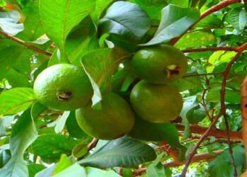 त्वचा और बालों की समस्या से है परेशान तो अमरूद के पत्तों के पानी से जरूर नहाएं