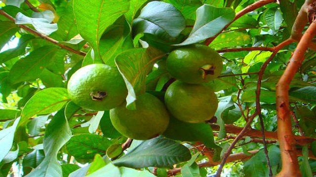 त्वचा और बालों की समस्या से है परेशान तो अमरूद के पत्तों के पानी से जरूर नहाएं