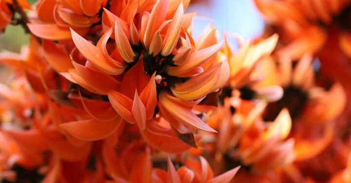 Palash Sharbat Benefits: सेहत से जुड़े 4 फायदे देता है पलाश का शर्बत, जाने कैसे करे तैयार