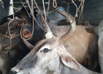 बरामद पशुओं को गौशाला में रखवाने के लिए परेशान रही हरहुआ पुलिस