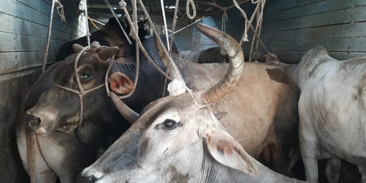 बरामद पशुओं को गौशाला में रखवाने के लिए परेशान रही हरहुआ पुलिस