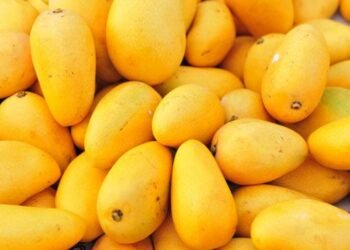 लखनऊ बाजार में आम के सीजन में बड़े पैमाने पर फल फूल रहा है पीले आम का बड़ा काला कारोबार 