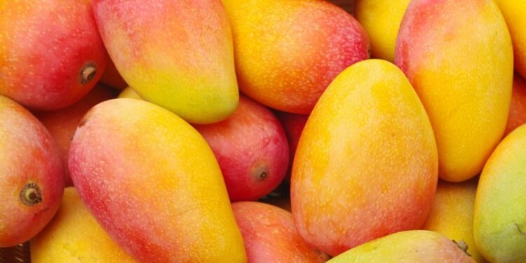 लखनऊ शहर की मण्डियों पर राज कर रहा फलों का राजा आम