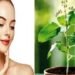 Skin Care Tips: तुलसी में एंटी-बैक्टीरियल गुण होते हैं जो चेहरे को बेदाग बनाते है,जाने इसका इस्तेमाल