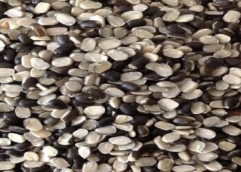 उड़द की दाल खाने से शरीर को मिलेंगे 5 तरह से पोषण, इसे अपनी डाइट में जरूर शामिल करें