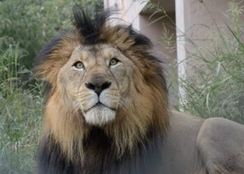 चिड़ियाघर में बब्बर शेर पृथ्वी की तबीयत हुई खराब , नहीं खा रहा खाना