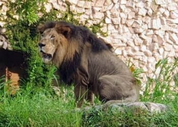 बब्बर शेर पृथ्वी की मौत, सूना हो गया लखनऊ चिड़ियाघर का नर शेर बाड़ा