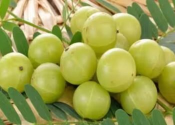 आंवला का सेवन शरीर के लिए अत्यधिक फायदेमंद होता है, आप भी जाने इसके लाभ