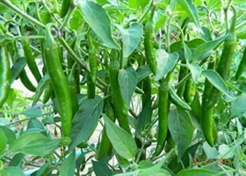 lucknow:मिर्च की खेती ने बदल दी राजधानी में लघु किसानों की किस्मत